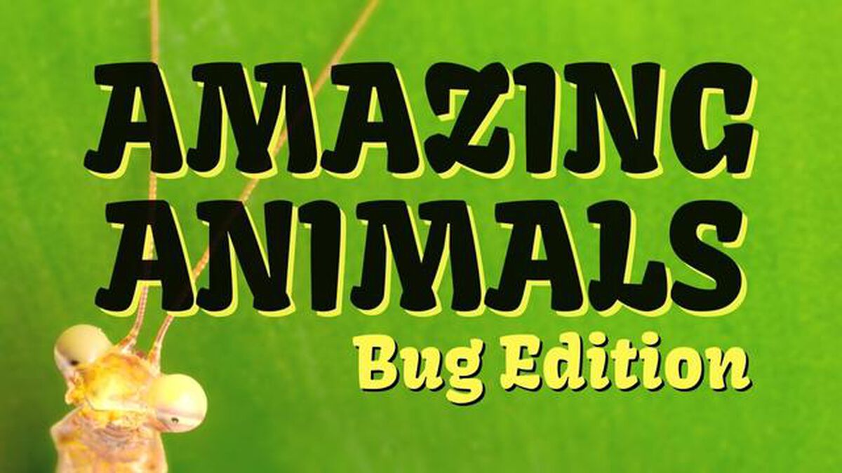 Amazing Animals: Bug Edition image number null